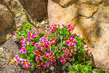 Plants and flowers in a bright lush rock garden in sunlight in spring
