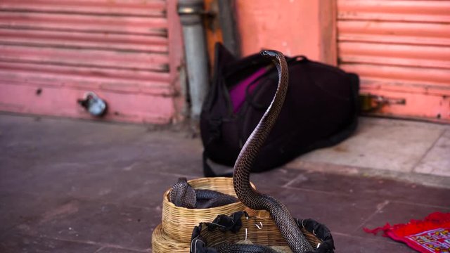 Jaipur, India - Mar 2020: Snake charmer with cobra snakes playing the pungi outside Hawa Mahal in old city Rajasthan, India.