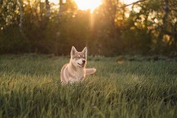 red husky at sunset © Анастасия Гусева