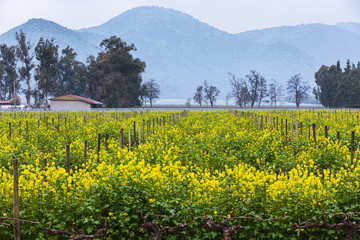 Rapeseed plantation with mountains on the background