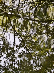 Baumzweige spiegeln sich im Teich