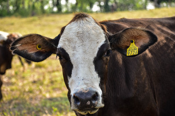 Brown cow in green background