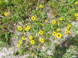 Texas Wildflowers