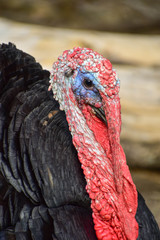 turkey head in a field