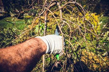 Clipping shrubs with pruning shears. Man cuts branches of bushes with hand pruning scissors. Concept of caring for the garden, beauty of the garden. Allotment season. Shrub formation, tree appearance