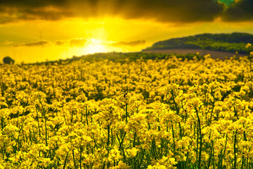 Rapeseed field against the setting sun. Field of yellow rapeseed flowers, tillage concept. Production and production of rapeseed oil. Cornfield landscape.