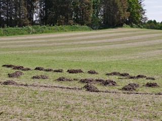 Maulwurfhügel auf dem Feld