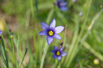 Fototapeta premium Sisyrinchium angustifolium commonly known as narrow-leaf blue-eyed-grass
