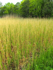 水辺の枯れた葭と芽吹きの葭