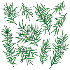 Collection of the green plants on white. Vector illustration.