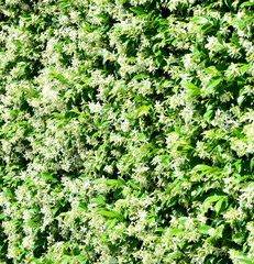 Jasmin - weiße Blüten - Kletterpflanze