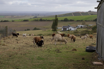 Sheep on farm, South Africa
