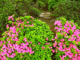 庭園に咲くピンクの躑躅