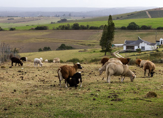 Sheep on farm, South Africa