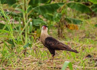 Hawk in the grass
