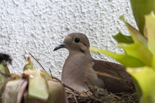 Pigeon On Nest