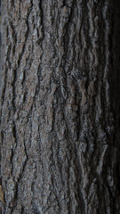 Wood texture Bark tree close up background