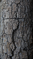 Fototapeta premium Wood texture Bark tree close up background