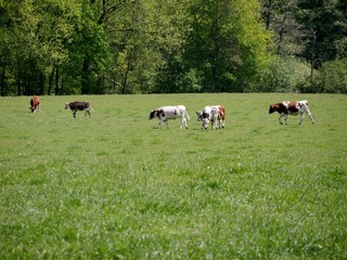 GL&uuml;ckliche Biok&uuml;he auf der Weide