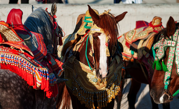 portrait of Moroccan Fantasia horses With traditional Moroccan harness