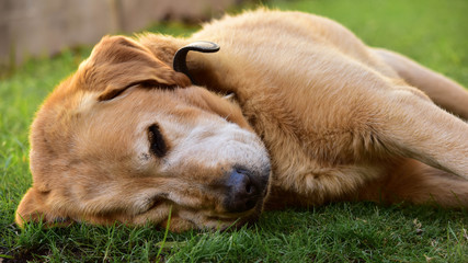 dog sleeping on the grass