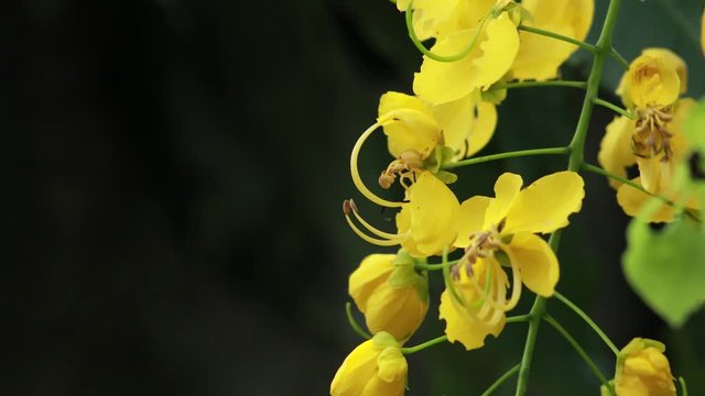 Beautiful Cassia fistula flower or Golden shower in the garden, Thailand's national flower. Blooming flowers in the summer.