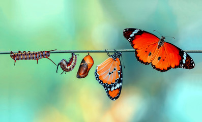 Amazing moment ,Monarch Butterfly, pupae and cocoons are suspended. Concept transformation of...