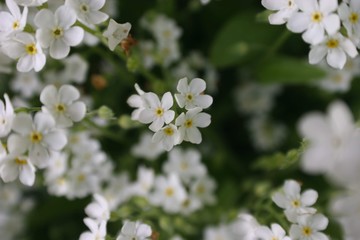 apple tree blossom