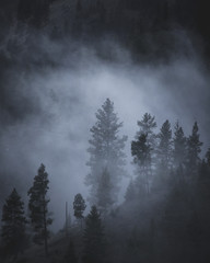 Foggy Mountain Trees