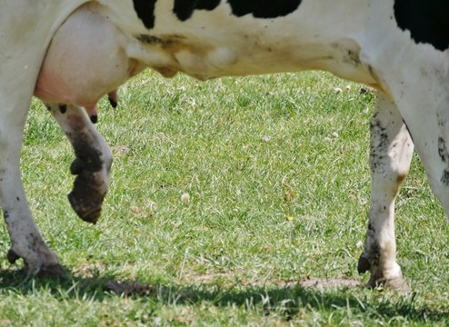 Kuh mit EUter auf der WIese