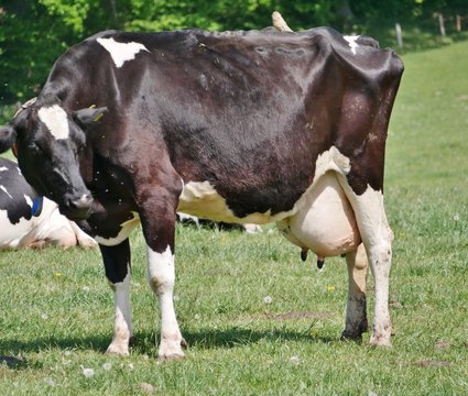 Schwarz-bunte Kuh auf der WIese
