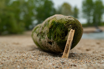 Piece bamboo stuck in the sand on the beach, behind him an old swollen log.