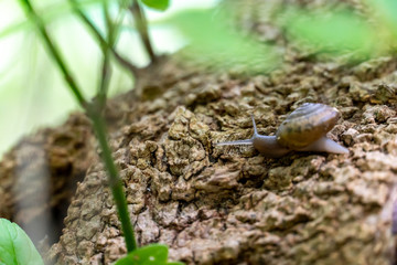 Snail Sliding on Tree Trunk During the Early Morning