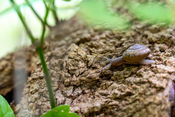 Snail Using tentacles to Feel the Path Ahead of it
