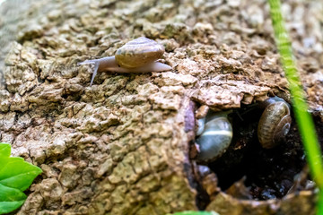 Land Snail Leaving Trunk Whole Home During the Day