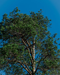 Crown of pine on the background of blue sky.