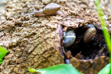 View of Snail Home on the Side of Tree Trunk With One Snail Leaving