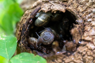 Close Up View of Snails inside A Tree Trunk Hole
