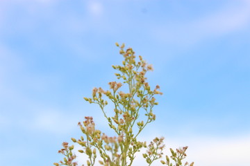 Macro foto de pequeñas flores con el cielo de fondo