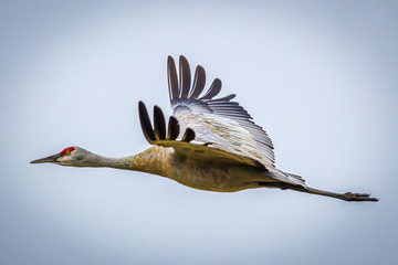 Sandhill crane at migration time