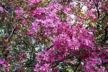 Pink apple blossoms