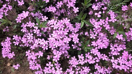 Fototapeta premium pink flowers in a garden