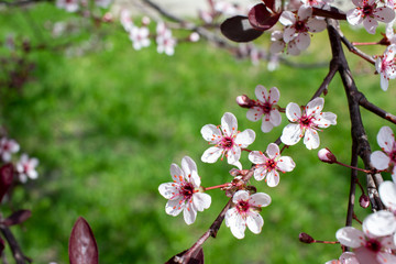 Cherry white blossoms showcase a blooming purple leaf sand cherry bush (prunus pumila) with defocused background