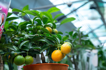 Not ripe mandarins on a tree in the mandarin orchard. Selective focus. mandarin oranges