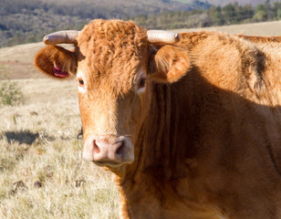 cow in a pasture