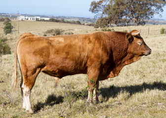 Limousin bull