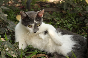 
Gato seductor en pose graciosa