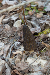 Wild Black Morels edible mushrooms on forest floor