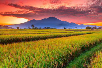 Fototapeta na wymiar rice field view with brown and yellow color in the morning in north bengkulu, indonesia