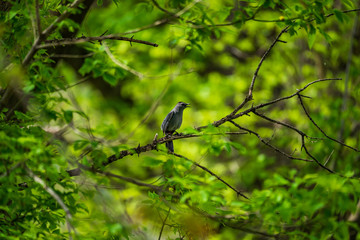 Gray Catbird on a tree branch